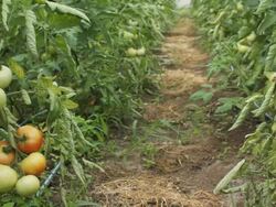 vegetables greenhouse Stock Footage