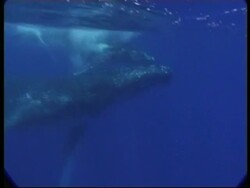 MCU Humpback Whale (Megaptera novaeangliae) calf and mother swimming together underwater, Tonga Stock Footage
