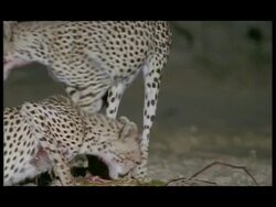 MS 2 Cheetahs (Acinonyx jubatus) eating carcass at night, Botswana Stock Footage