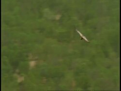 Indian Vulture (Gyps indicus) gliding over forest, Bandhavgarh National Park, India Stock Footage
