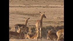 Impala grazing in Lower Zambezi National Park News Clip