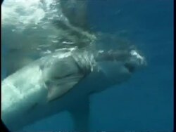 MS Great White Shark grabbing at bait, Guadalupe Island, Pacific Ocean Stock Footage
