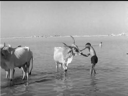 HINDU BATHING FESTIVAL - NO SOUND News Clip
