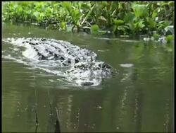 CU Alligators head as it swims through water, climbs out and rests on bank, Brazos Bend State Park, Texas, USA Stock Footage