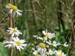 MS Flowers of matricaria chamomilla / Serrig, Rhineland-Palatinate, Germany Stock Footage