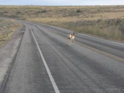 Antelope crossing the road Stock Footage