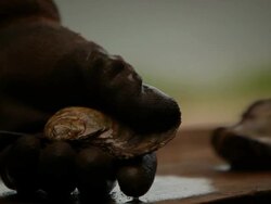 Oyster Stock Footage