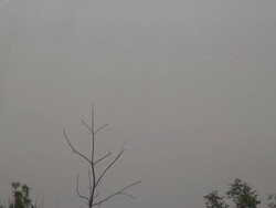 Smoking insects  1080/60i Stock Footage