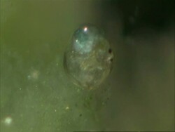 Cypris, freshwater ostracod, side view Stock Footage