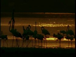 MS Silhouetted flamingos and ducks in shallows, man wading through water fishing, Dusk, Gujarat, India Stock Footage