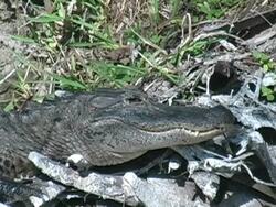 Alligator 1 NTSC Stock Footage