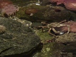 Crab 3 - HD 1080/60i Stock Footage