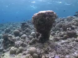 Rotate around oddly shaped Porites Hard Coral (Porites sp.), Meemu Atoll, The Maldives Stock Footage