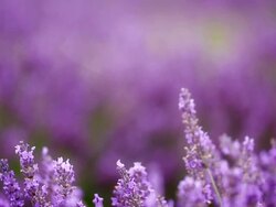 Lavender Field with Honeybees - Close up Stock Footage