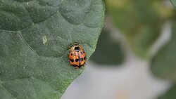 Leaf-feeding ladybird beetle Stock Footage