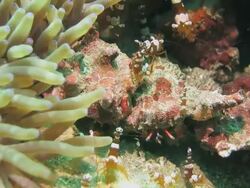 Anemone Shrimp got close to the Hermit crab Stock Footage