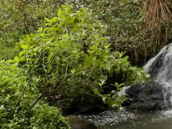 MS PAN View waterfalls in lush tropical forest / Moloaa Beach Kauai, Hawaii, United States Stock Footage