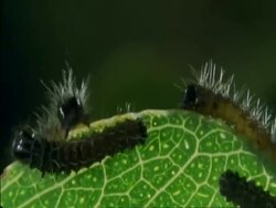 CU Caterpillars crawling on side of leaf, Botswana, Africa Stock Footage