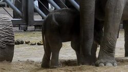 CLEAN : Indian elephant born at Prague zoo News Clip