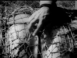 NIAGARA PLUNGE News Clip