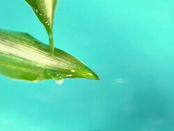 CU SLO MO Shot of water drops falling from leaves / Seoul, South Korea Stock Footage