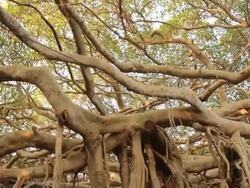 The Great Banyan Tree Forest Stock Footage