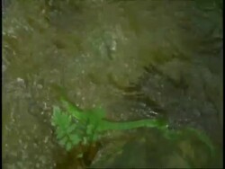 Green snake swimming in river, slithers onto rock, Western Ghats, India Stock Footage