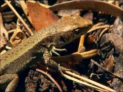Spanish Algyroides Lizard (Algyroides march) on leaf litter, Parque Natural Sierras de Cazorla, Segura y las Villas (Jaen), Andalucia, Spain Stock Footage