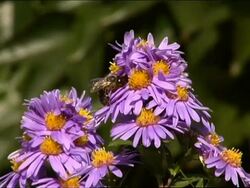 Bees flying on flowers PAL Stock Footage