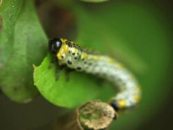Larva Stock Footage