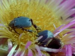 Monkey beetle (Scelophysa trimeni) pair mate on pink flower while 2nd male lurks, Namaqualand, South Africa Stock Footage