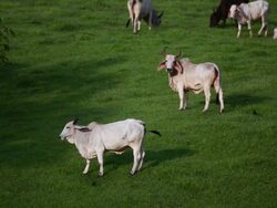 MS Two female cows feeding in pasture in ground and suddenly look up  then one goes back to feeding and one continues  looks away / Cobano, Puntarenas, Costa Rica Stock Footage