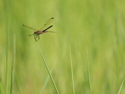 Dragonfly rests on leafs Stock Footage