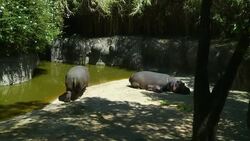 Baby hippo is born at Mexico City's zoo News Clip