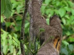 Three-toed Sloth, CU sloth climbs tree, Panama Stock Footage