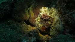 Giant Octopus at night Stock Footage
