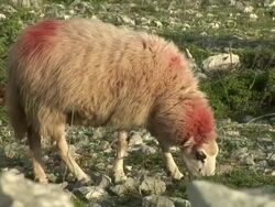 HD: Hungry ewe Stock Footage