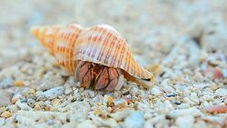 close up: big and colorful Hermit crab Stock Footage
