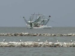 Shrimp Boats Prohibited From Working Stock Footage