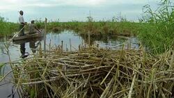 In the colony of birds Stock Footage