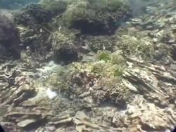 MS underwater view of damaged coral, from 2004 tsunami, Similan islands, Thailand Stock Footage