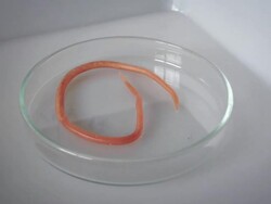 Ascaris nematode parasite on a petri dish Stock Footage