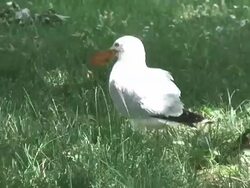 Cookie gull - HD 1080/60i Stock Footage