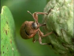 MCU Acorn Weevil (Cucurlio) drilling in to acorn, UK Stock Footage