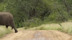 Kruger National Park News Clip