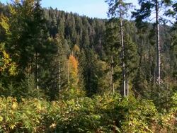 MS PAN View of forest / Borjomi, Georgia Stock Footage