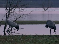 European Cranes (Grus grus) standing still by lake, North East Extremadura in Dehesa. Stock Footage