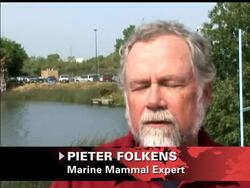 Scientists have yet to find the key to luring two stranded whales back into the ocean, so spectators along the banks of the Sacramento River are offering their suggestions. News Clip