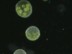 Volvox colonies are composed of hundreds of green algae cells, each cell has 2 whip like flagellae and a red eye spot. Stock Footage