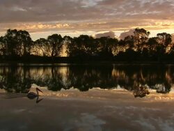 WS PAN Sunset Reflection in Murray River with Pelican passing / Murray River, Mildura, Victoria, Australia Stock Footage